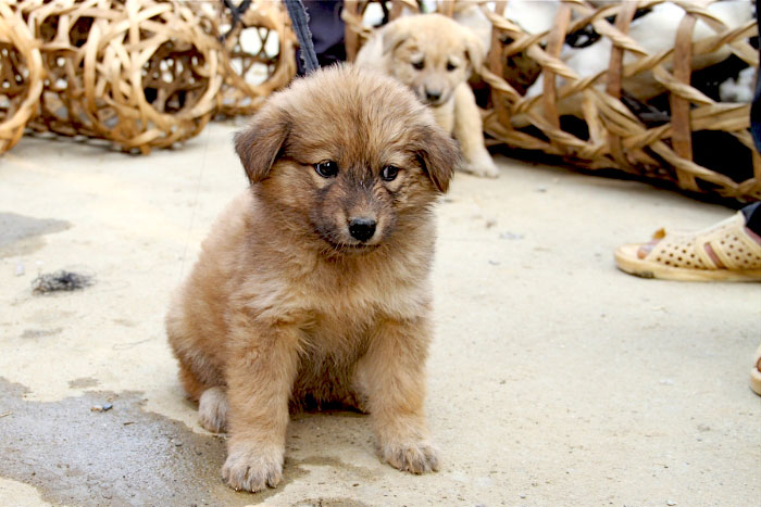 Bac Ha dogs - Bac Ha Market Sapa